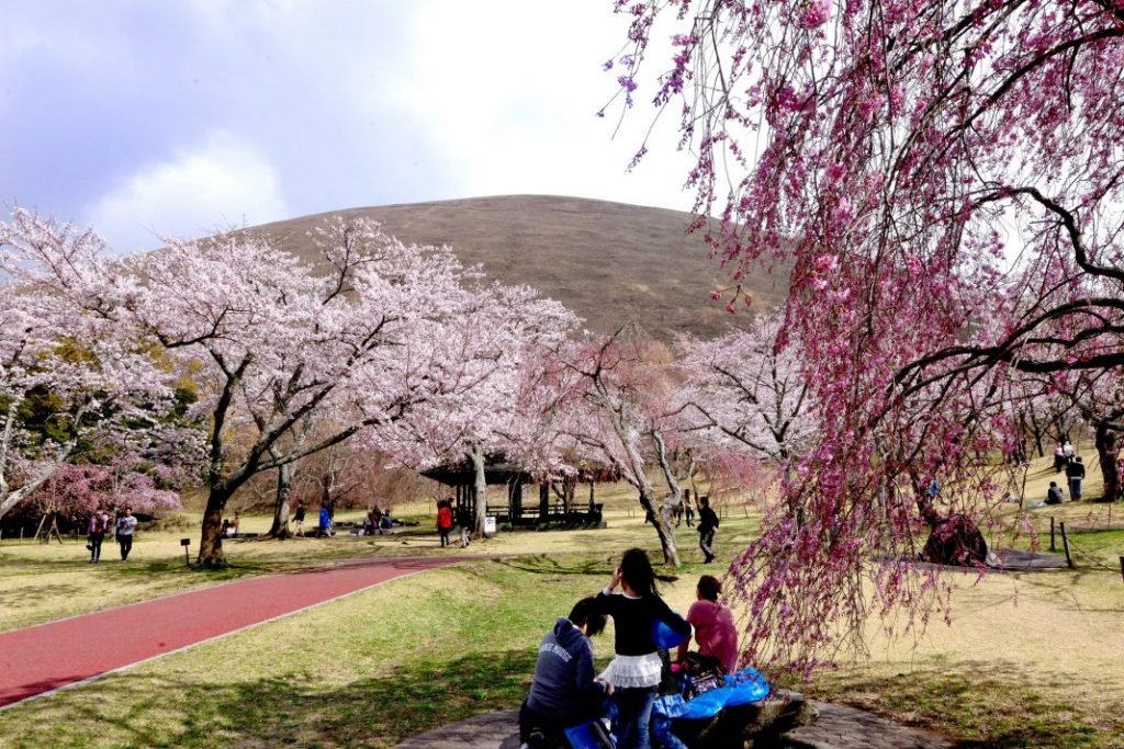 🌸 벚꽃 마을(사쿠라노사토) 이미지 4